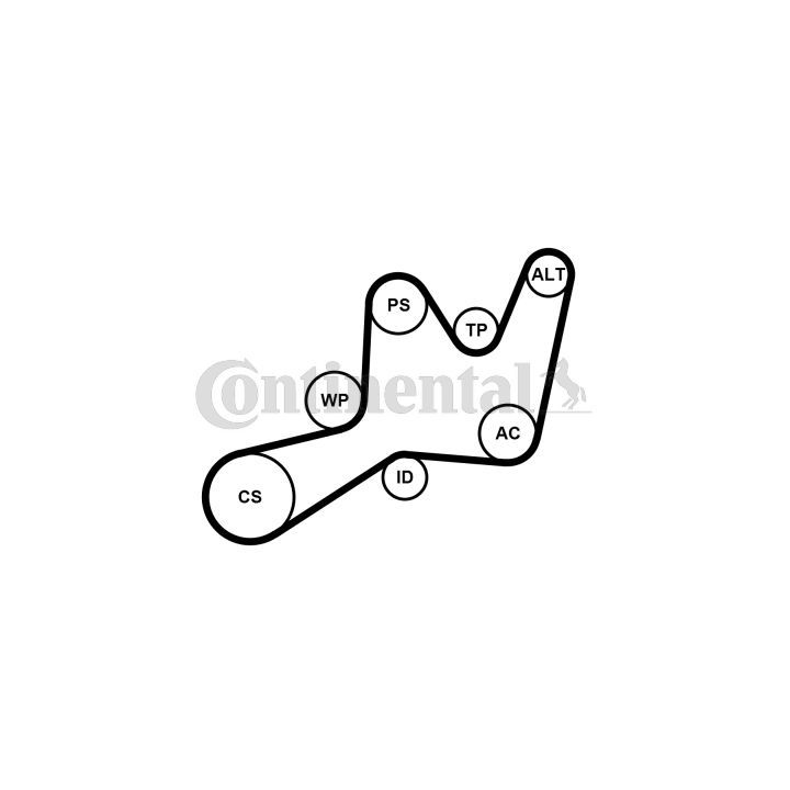 Vandens siurblys + V formos rumbuotas diržas, komplektas CONTINENTAL CTAM 6PK1605WP1