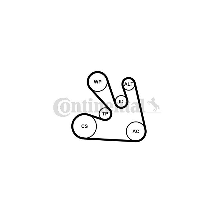 Vandens siurblys + V formos rumbuotas diržas, komplektas CONTINENTAL CTAM 7PK1705WP1