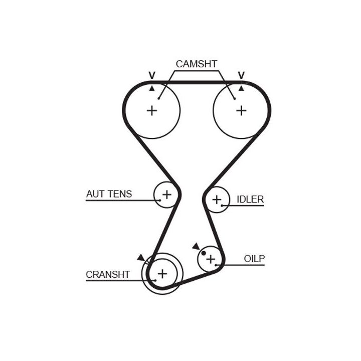 Paskirstymo diržas GATES T313