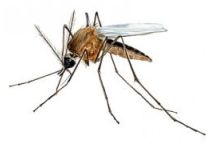 PRIEMONĖS IR TINKLELIAI NUO UODŲ , KANDŽIŲ IR KITŲ KENKĖJŲ